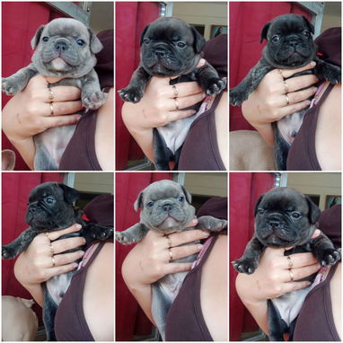 🐾❤️🐶 ¡BULLDOG FRANCÉS, CHATICOS ENCANTADORES! 🐶❤️🐾 WHAT'SAPP 52506841  🐾 - 8/8