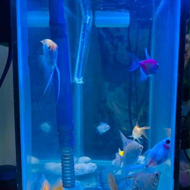 Vendo pecera de uso, bien cuidada con sus accesorios - 6/6