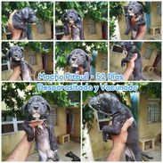 Pitbull en venta!!! - Img 55738256