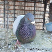 Palomo criollo, reproductor, excelente porte, tiene bastante de jinense $ 3000. Soy de Lawton 51098537 - Img 58124237