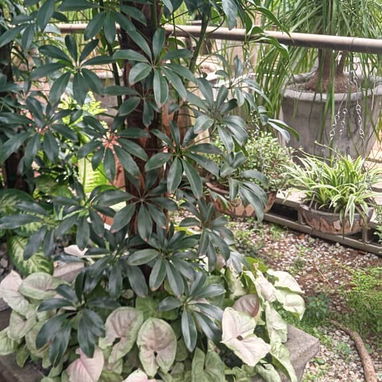 Servicio de jardinería 👩🏼🌾 - Img 123648071