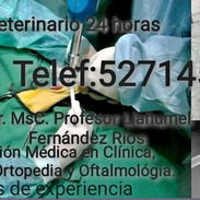 Veterinario a domicilio - Img 58046094