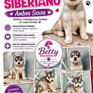 🐺💙 HUSKY SIBERIANO – AMBOS SEXOS BETTY MASCOTAS WHATSAPP 52506841 💙🐺 - Img 57067343