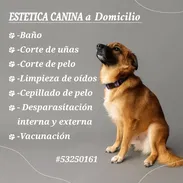 Veterinario y Peluquería a Domicilio - Img 54338011