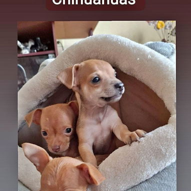 Chihuahuas en venta - 2/2