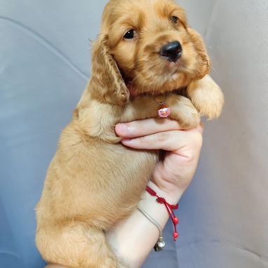 💢COCKER SPANIEL ♀️♂️💢 - Img 123674865