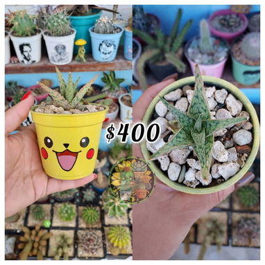 Cactus y suculentas en macetas decoradas a mano - 9/9