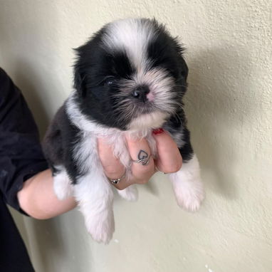 Disponibles cachorros de pitbull, Chihuahua, bulldog francés, shitzu, pastor Alemán,Husky 53818081 - Img 122677613