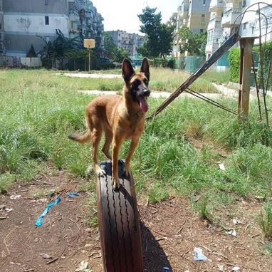 Adiestramiento canino - Img 118694014