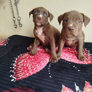 Si buscas una compañía como pitbull, Chihuahua, shitzu, bulldog francés, pastor Alemán esos están en el 53818081 - Img 121709313