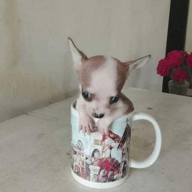 🐾💙🐶 ¡CHIHAHUAS AMBOS SEXOS! ❤️🐶    BETTY MASCOTAS WHATSAPP 52506841 💙🐾 - 7/7