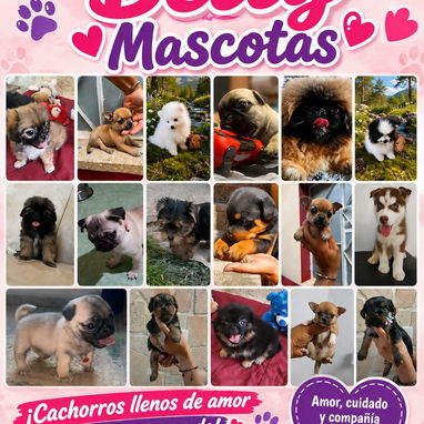 (((( RAZAS CANINAS PARA ELEGIR BETTY MASCOTAS WHATSAPP 52506841 )))) - 8/10