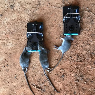 Ratoneras  para Ratas Grandes Calidad Premiun - 6/10