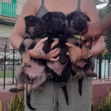 Cachorros pastor aleman - 2/5