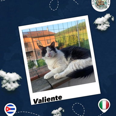 Agencia de viajes de mascota internacional - 4/10