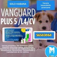 Hexavalente Vanguard - Img 53002391