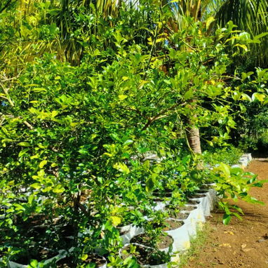 Venta de arboles frutales y ornamentales - Img 124230947