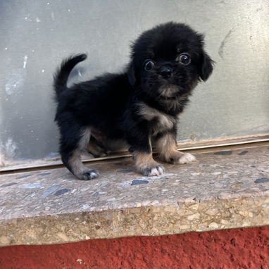 Hermosos Pequines-tibetanos, ambos sexos - Img 125428189