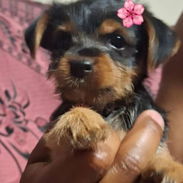 Cachorros yorkis - Img 58373694