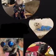Camisas playeras para perros y gatos - Img 51989684
