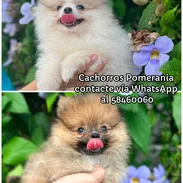 Cachorros Pomerania - Img 57908446