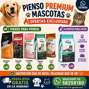 🐾 Pienso Premium Para Mascotas + Mensajería GRATIS – 58298180 (Kinetica) - Img 55321103