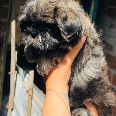 Hermosos cachorros Chitzu - 4/4