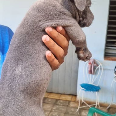 PITBULL AZUL,ambos sexos,en 200 USD o equivalente,TENGO MENSAJERÍA,tienen 65 días y están desparacitados - Img 125309026