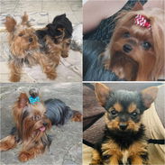 ((( YORKSHIRE TERRIER MACHO TALLA MINI ORIGEN GARANTIZADO ))) - Img 55243260