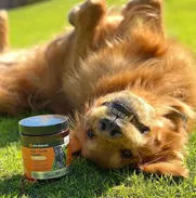Glucosamina para perros - Img 48513203