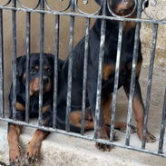 Vendo cachorras de rottweiler - Img 55848270