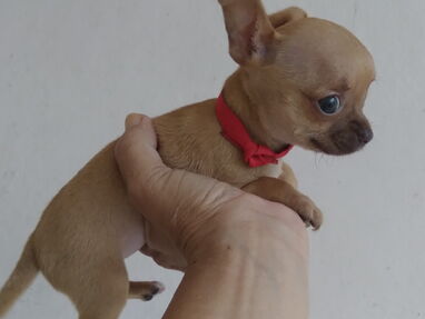 Cachorro Chihuahua - Img 64487477