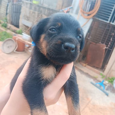 ROTTWEILER,ambos sexos,en 350 USD o equivalente en moneda nacional,TENGO MENSAJERÍA,tienen 43 días y están desparacitado - 4/10