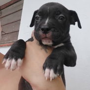 PITBULL,machos,en 150 USD o equivalente en moneda nacional,TENGO MENSAJERÍA,tienen 55 días y están desparacitados - Img 57323118