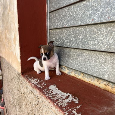 Hermoso cachorrito chihuahua  macho pintico … - Img 122810677