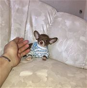 Chihuahua macho chocolate - Img 45851070