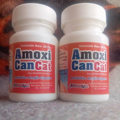 Doxiciclina Cefalexina Amoxicilina para perros y gatos - Img 114641852