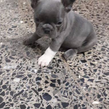 Disponible a tu servicio pitbull, Chihuahua, bulldog francés, pastor belga Malinois, labradora , salchicha 53818081 - Img 124996664