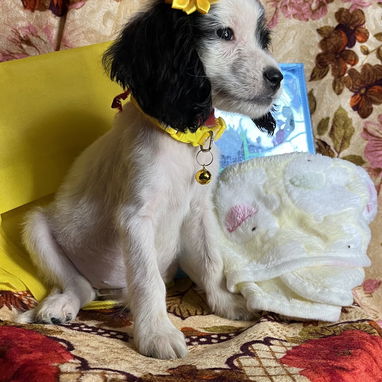 Venta de coker spaniel contactar con 55000733 - 2/4