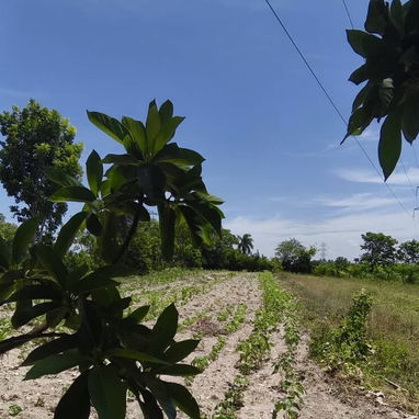 🌳 ¡Gran Oportunidad! Finca con 3 Casas y Producción de Frutales en Arroyo Naranjo 🏡 - 2/8