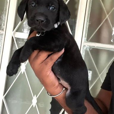 📌LABRADORES !!! - Img 123549522