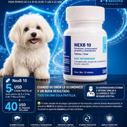 NexB10 elimina pulgas, garrapatas y parásitos internos en perros - Img 56351094