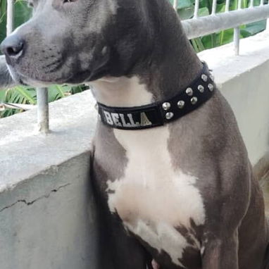 Hermosos perros pitbull ambos sexos... - 8/8