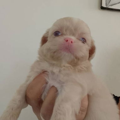 PEQUINÉS ALBINOS,TENGO MENSAJERÍA,tienen 50 días y están desparacitados,SE ENTREGAN CON HISTORIA CLÍNICA - 4/4