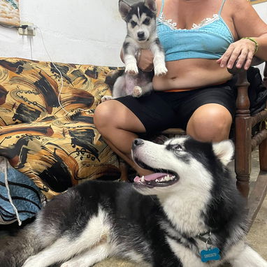 Cachorro huzcky de 40 días  Macho  el de al lado es el padre  Vedado cotorro - 2/3