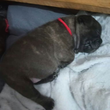 BULLDOG FRANCES,ambos sexos,azules en 1000 USD y negros en 600 USD o equivalente,TENGO MENSAJERÍA,tienen 33 días - 8/10