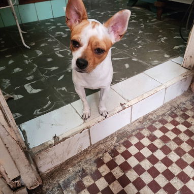 Chihuahua hembra. - 3/3
