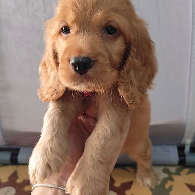 BELLOS COCKER SPANIEL - Img 124469645
