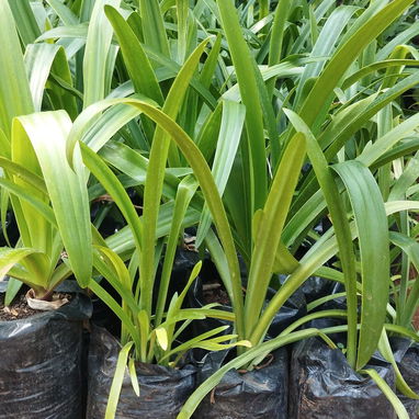 🌸 Siembra tu Pedacito 🌸   Naturaleza, color y armonía para tu hogar.  - 🌿 Venta de plantas ornamentales: frescas, sal - Img 121672476
