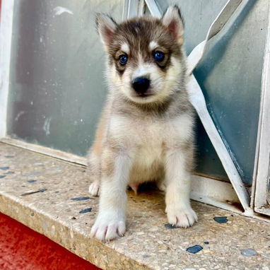 HUSKY SIBERIANOS,ambos sexos,en 150 USD o equivalente,TENGO MENSAJERÍA,tienen 48 días y están desparacitados. - 3/10